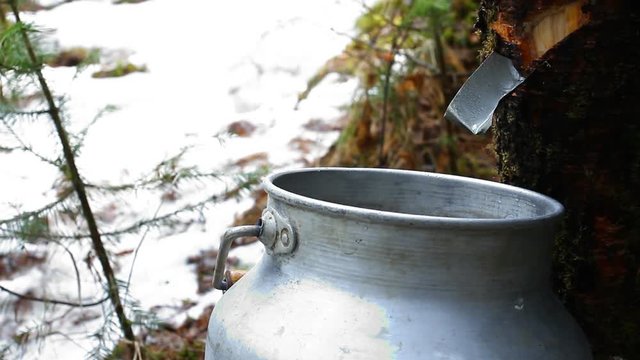 Берёзовый сок. Слёзы дерева. Весенний лес. Birch sap. Tree tears. Spring wood.