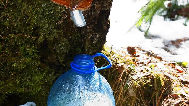 Берёзовый сок. Слёзы дерева. Весенний лес. Birch sap. Tree tears. Spring wood.