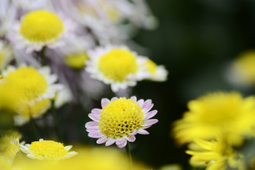 Autumn Chrysanthemum Show