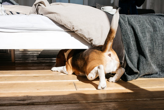 Dog Under Bed Images – Browse 8,182 Stock Photos, Vectors, and Video |  Adobe Stock