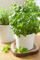 fresh basil thyme herbs in pots
