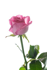 Obraz premium Beautiful pink rose