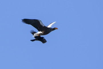 flying steller's sea eagle pursued by a black crow on a clear winter day