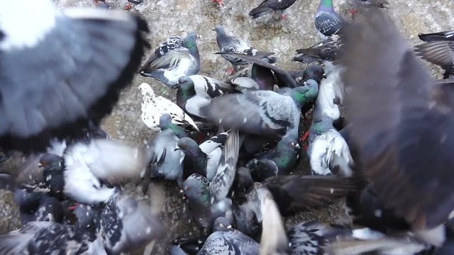 slowmotion   rise of pigeons