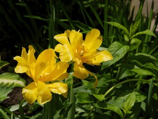 pretty tulips