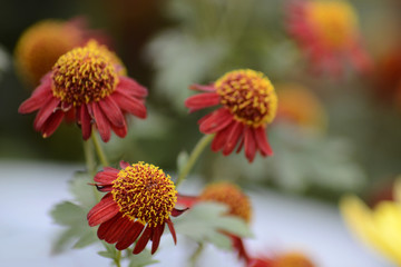 Autumn Chrysanthemum Show