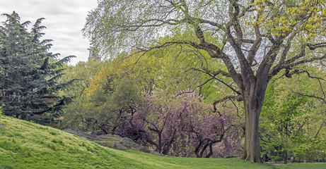 Central Park, New York City spring