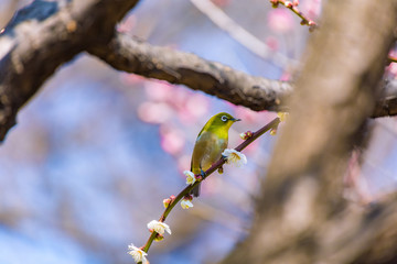 The Japanese White-eye and white plum blossoms. Located in Tokyo Prefecture Japan.