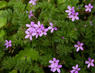 Obraz premium small lila flowers