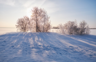Fototapeta na wymiar Birch trees under hoarfrost in snow field in winter season