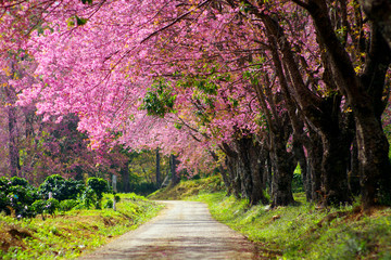 Pink cherry blossom in thailand