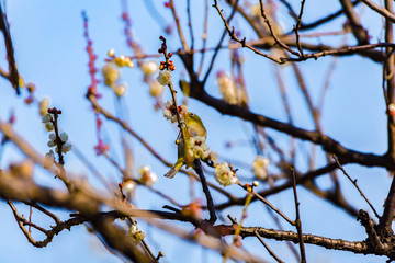 The Japanese White-eye and white plum blossoms. Located in Tokyo Prefecture Japan.