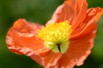Papaver rhoeas