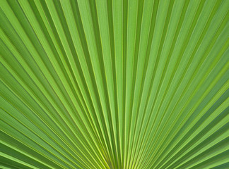 Leaf of a palm tree close-up background