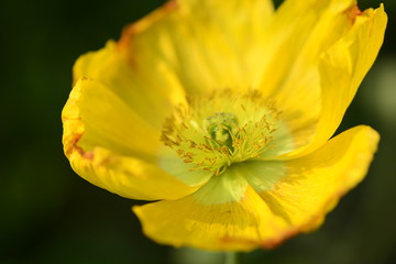 Papaver rhoeas