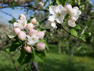 View of the apple blossom 
