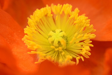Papaver rhoeas