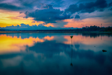 Silhouette of Mangrove in sea at sunset background.