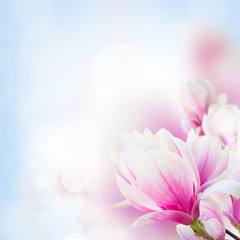 twig with blooming pink magnolia flowers close up over blue background with copy space