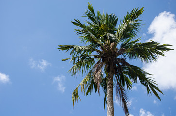Naklejka premium palm tree blue sky