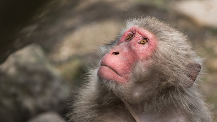 Obraz premium japanese macaque portrait