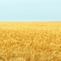 field of ripe wheat