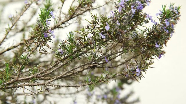 Rosemary flowers moved by the wind, 4K