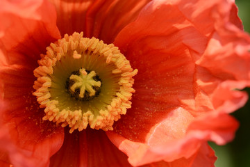 Papaver rhoeas