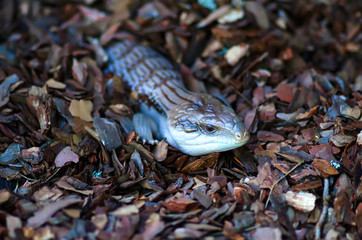 Lizard hides in sawdust