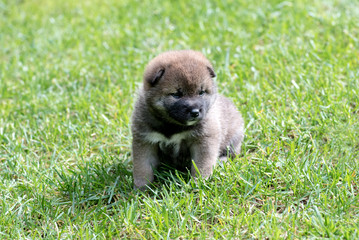 Fototapeta premium Light brown shiba inu puppy dog