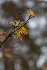 The first spring gentle leaves,close-up