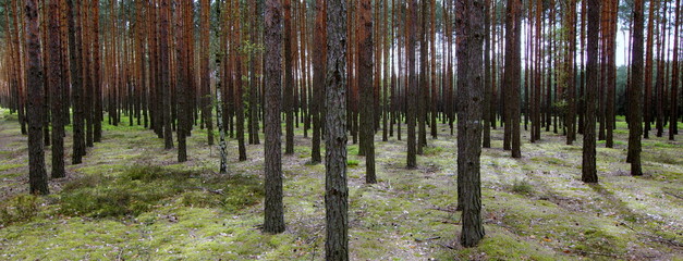 Las sosnowy - Polska © Konrad_elx