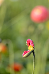 Papaver rhoeas