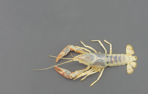 The remains of the crayfish molt isolated on isolated on gray background