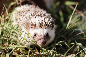  African white- bellied hedgehog