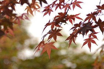 Red maple