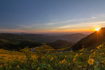 Fototapeta premium mexican sunflower,Tree marigold,Mexican sunflower in Thailand 