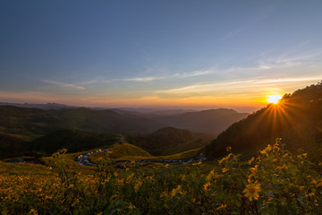 mexican sunflower,Tree marigold,Mexican sunflower in Thailand
