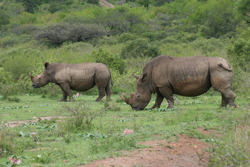 Rhinos i South Africa