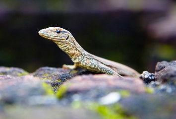 Little lizard cub Varan close-up in the wild.