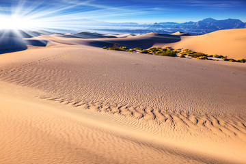 Bushes grow between the barkhans