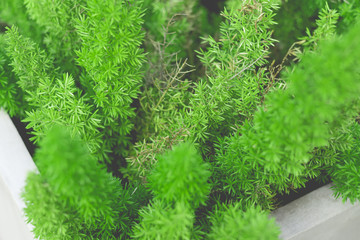 background of leaves green bush close up