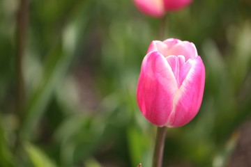 tulips