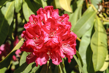 background of flowers of red color "rhododendrons" in the botanical garden of Madrid.