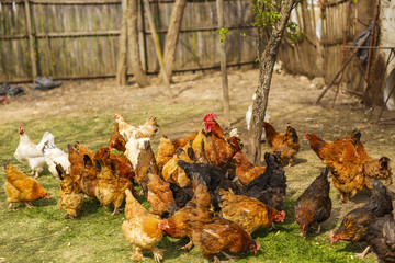 Chickens in a household somewhere in the country in Romania