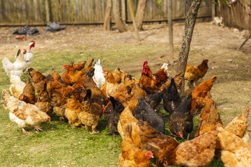 Chickens in a household somewhere in the country in Romania