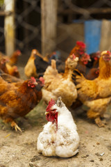 Chickens in a household somewhere in the country in Romania