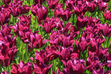 background with vegetable texture of tulips of  burgundy color