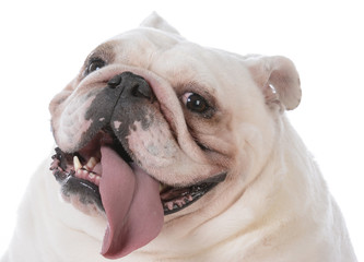 dog with tongue out panting