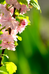 Floral background, pink blossom.Summer, spring cover